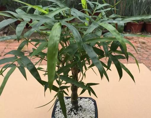 什么室内盆栽能过冬天种植？如何选择？