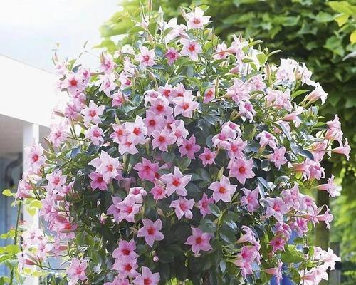 哪些花卉品种能抗霜冻？抗霜冻花卉的特点是什么？