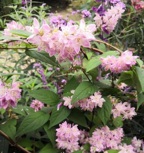 植物学中研究的植物有哪些？它们的特点是什么？