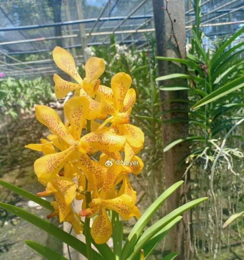 花园打围适合哪些植物？它们的生长习性如何？