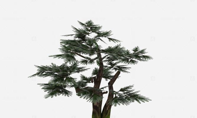 使用枯树药后多久可以重新种植植物？注意事项有哪些？