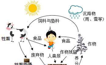 使用枯树药后多久可以重新种植植物？注意事项有哪些？