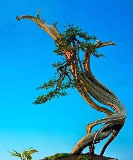 使用枯树药后多久可以重新种植植物？注意事项有哪些？