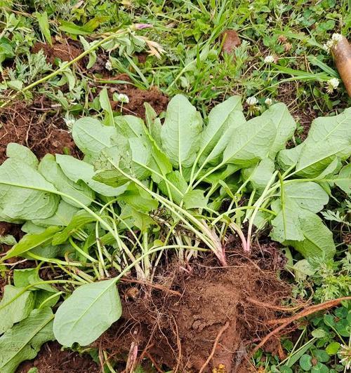 黄金沙养什么植物？黄金沙适合哪些植物生长？