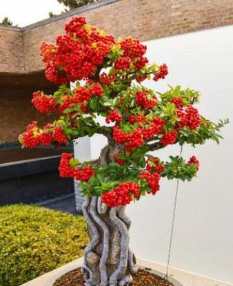 黄金沙养什么植物？黄金沙适合哪些植物生长？