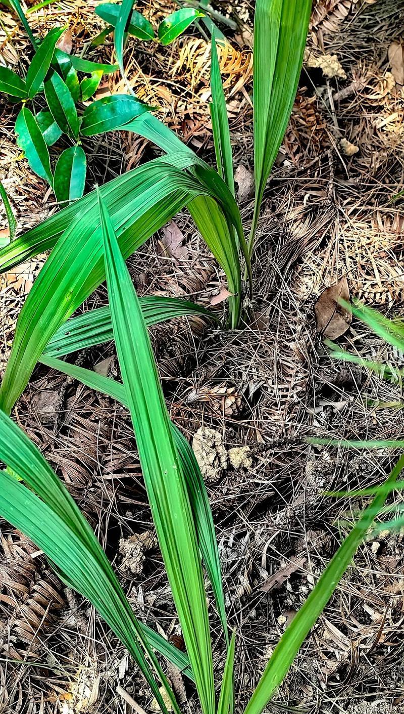 植物变异大招版中的植物有哪些？它们的特殊能力是什么？