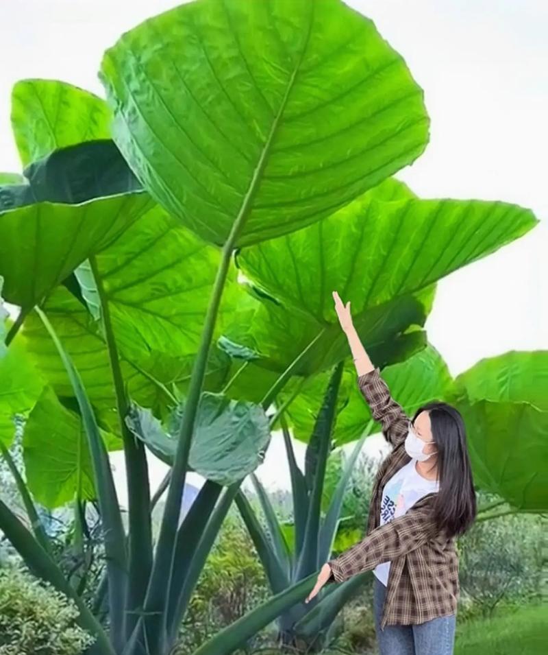 硅胶大叶植物的种类有哪些？