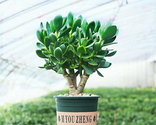 硅胶大叶植物的种类有哪些？