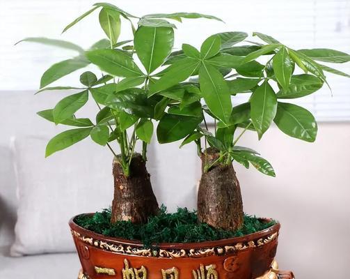 摆放植物怎么完成？有哪些风水讲究？