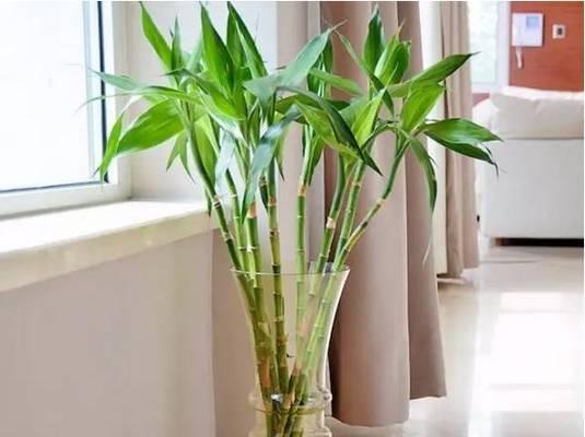 摆放植物怎么完成？有哪些风水讲究？