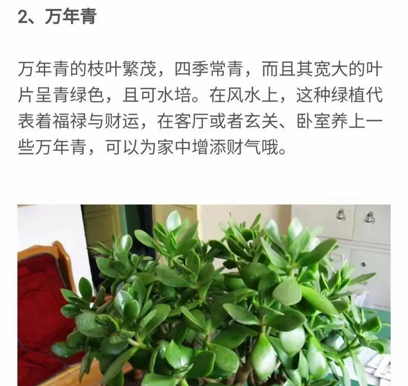 摆放植物怎么完成？有哪些风水讲究？