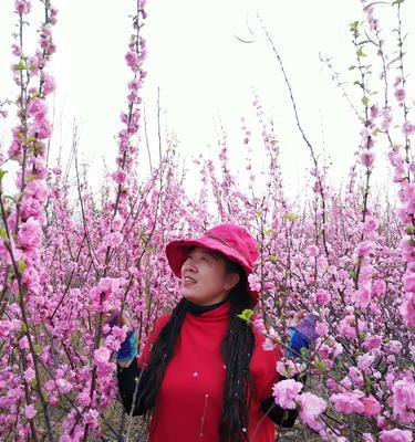 鹿泉花卉展演会在哪些地方举行？