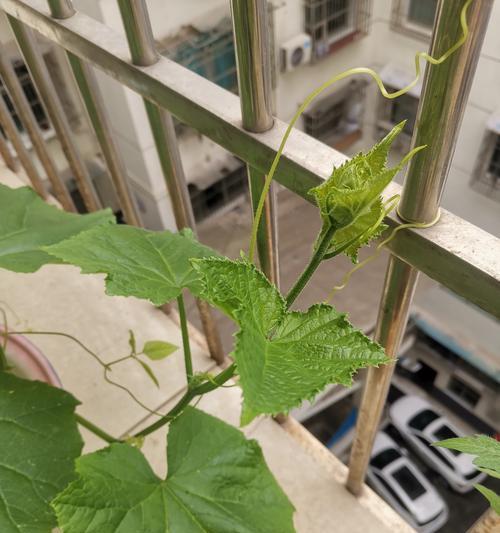 阳台种植哪些植物最合适？如何根据光照选择植物？