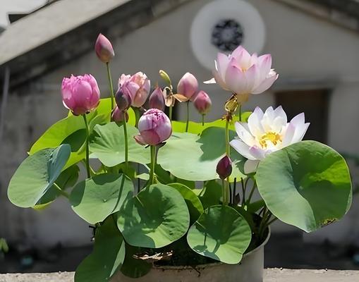 阳台种植哪些植物最合适？如何根据光照选择植物？