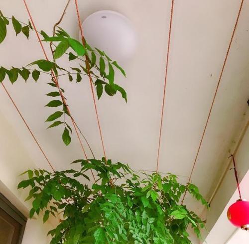 阳台种植哪些植物最合适？如何根据光照选择植物？