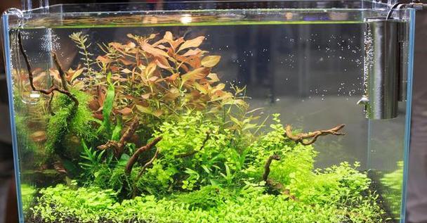 鱼缸中适合的大型水生植物有哪些？它们对水质有何影响？