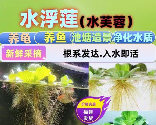 鱼缸中适合的大型水生植物有哪些？它们对水质有何影响？