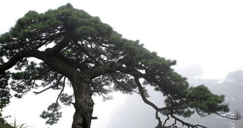 海南植物松树有哪些特点？如何在热带地区种植松树？