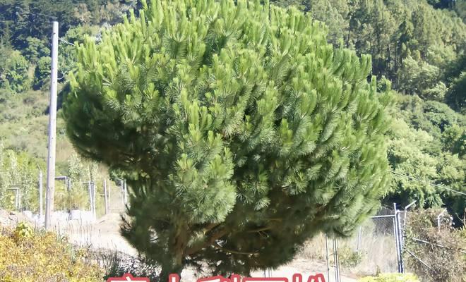 海南植物松树有哪些特点？如何在热带地区种植松树？