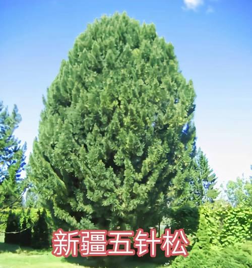海南植物松树有哪些特点？如何在热带地区种植松树？