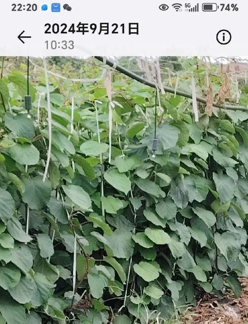 猕猴桃树苗秋季种植吗怎么养？猕猴桃树苗的秋季管理技巧是什么？
