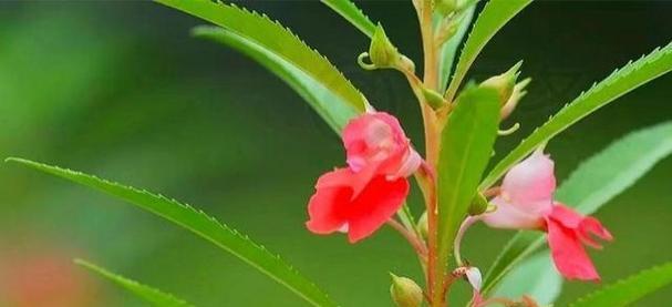 屋前种植花卉有哪些选择？如何选择合适的品种？