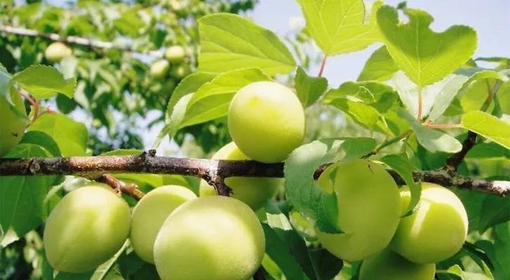 话梅植物的养殖方法是什么？养殖过程中应注意什么？