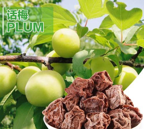 话梅植物的养殖方法是什么？养殖过程中应注意什么？