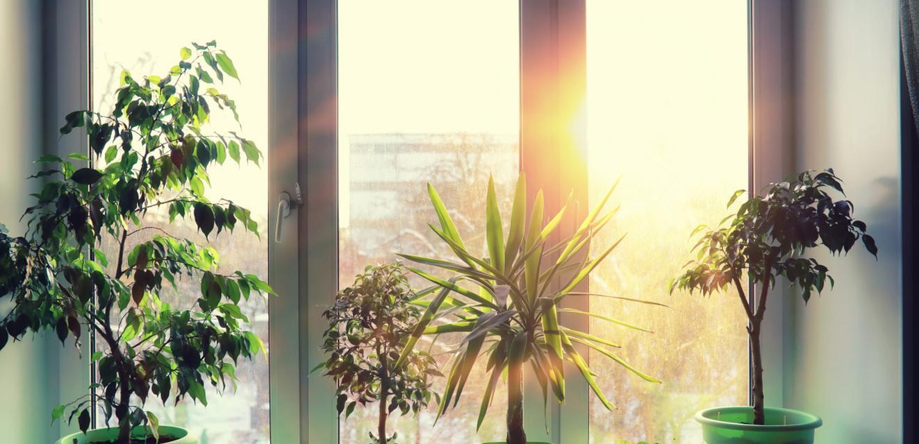 最适合放房间的花卉有哪些？如何选择适合室内环境的植物？