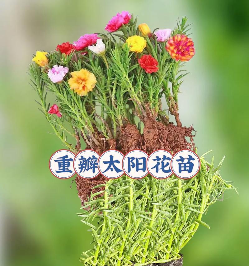 太阳花苗花卉的特点是什么？如何挑选？