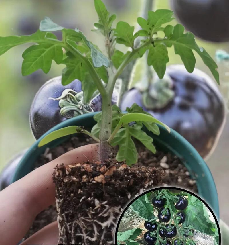 普通番茄盆栽的养护技巧是什么？常见问题有哪些？