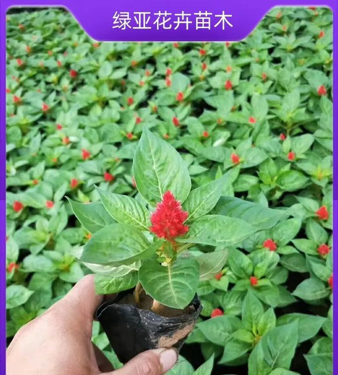 平山县野生花卉种类有哪些？如何识别这些花卉？