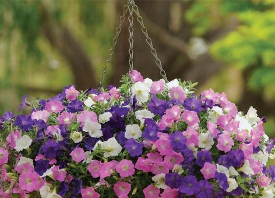 花卉从种植到开放有哪些过程？
