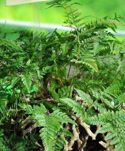 蕨类植物的定义是什么？