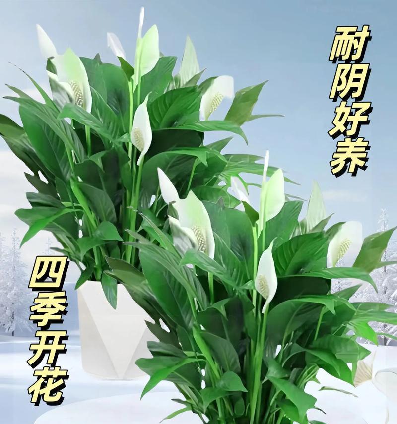 白天开花的植物有哪些？哪些植物在白天开花？