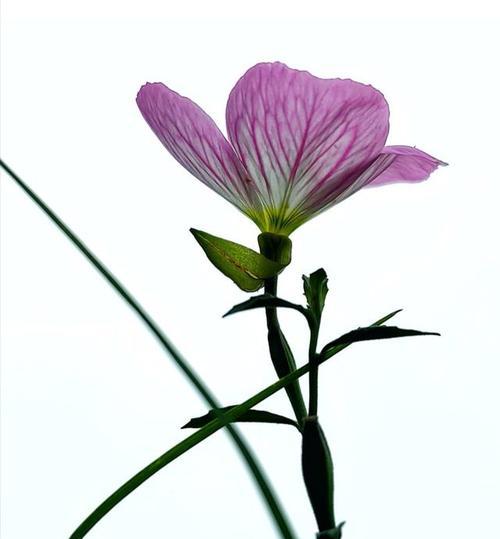 白天开花的植物有哪些？哪些植物在白天开花？