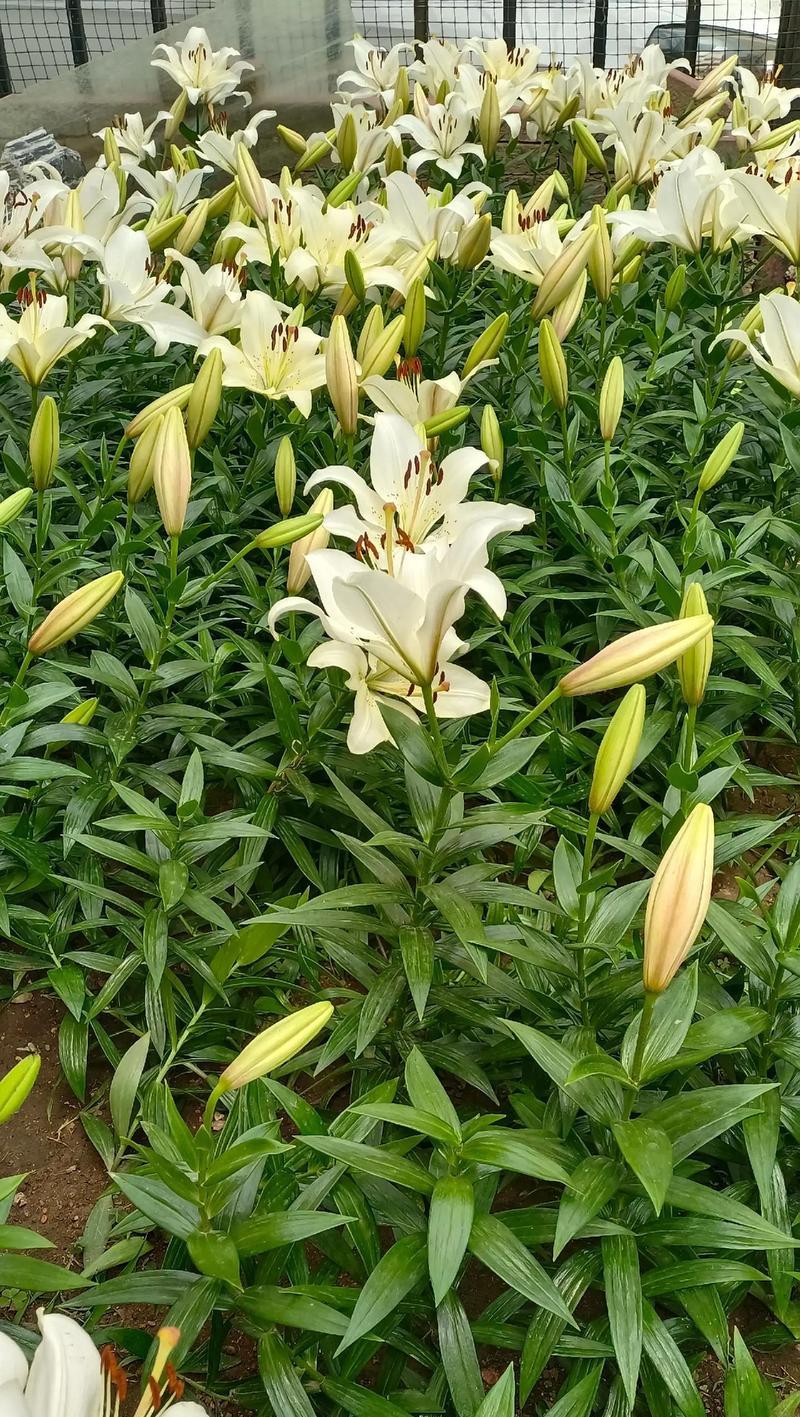 梅园香水百合花如何养护？需要注意什么？