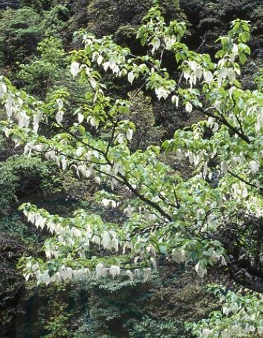 本草植物有哪些？它们的天然特性是什么？