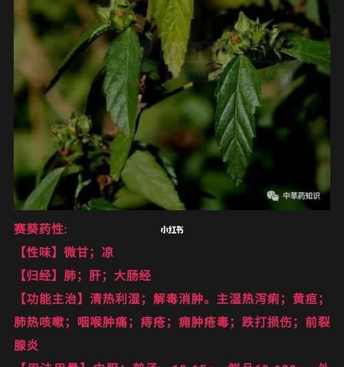 哪些植物具有侧膜胎座？侧膜胎座植物的特点是什么？