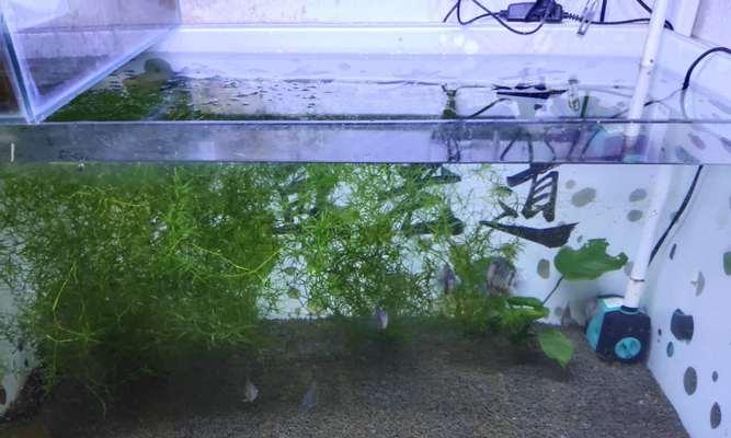 鱼缸植物小天地如何养护？需要注意哪些事项？