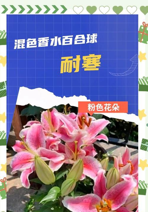 无香百合鲜花怎么养护好？无香百合的养护技巧有哪些？