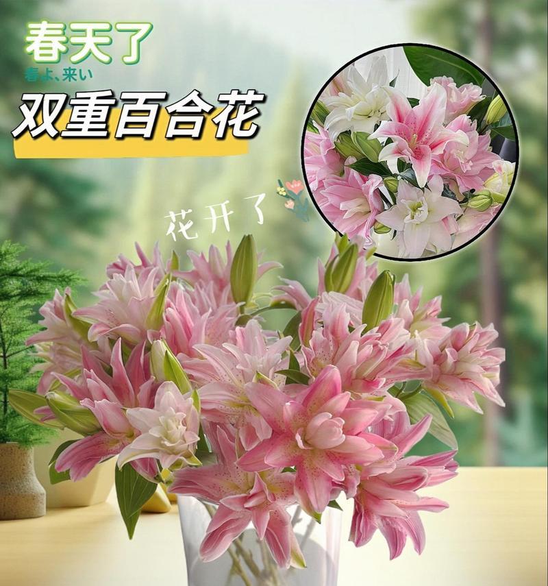 无香百合鲜花怎么养护好？无香百合的养护技巧有哪些？
