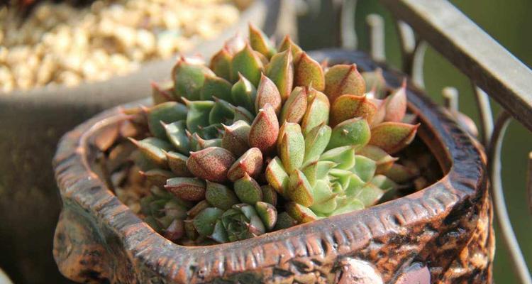 哪些植物需要大量浇水？它们的水分需求有何不同？