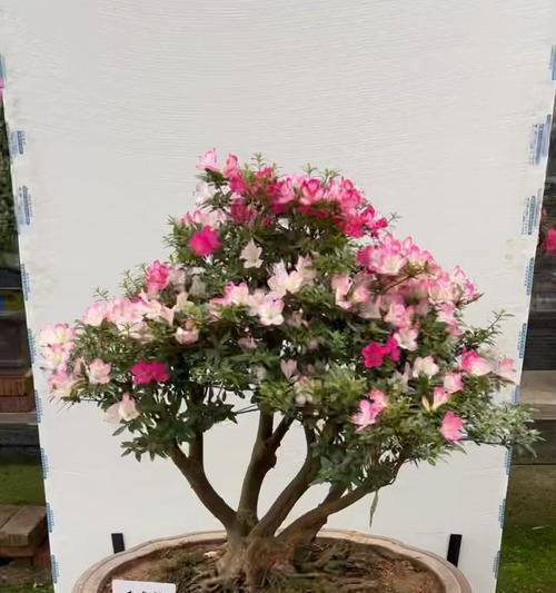 树桩杜鹃花卉有哪些品种？不同品种的杜鹃有何区别？