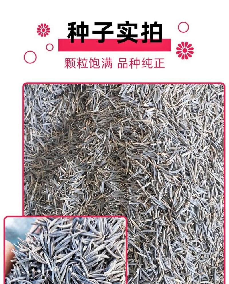 室内养殖花卉种子有哪些？适合初学者的花卉种子推荐？