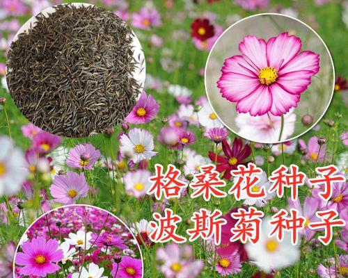 室内养殖花卉种子有哪些？适合初学者的花卉种子推荐？
