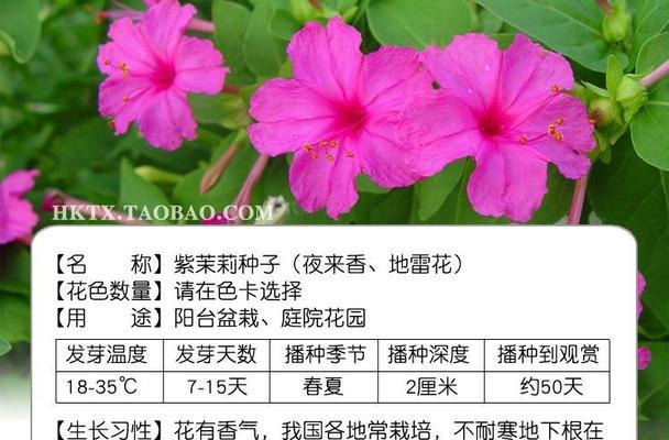 室内养殖花卉种子有哪些？适合初学者的花卉种子推荐？