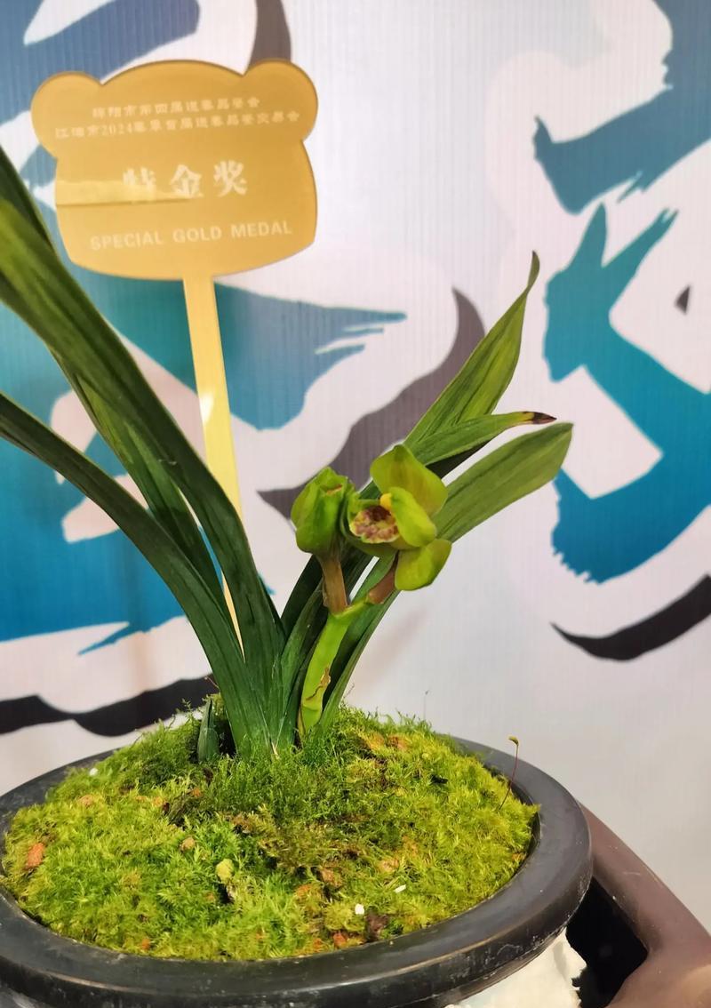 兰花市场中常见的品种有哪些？