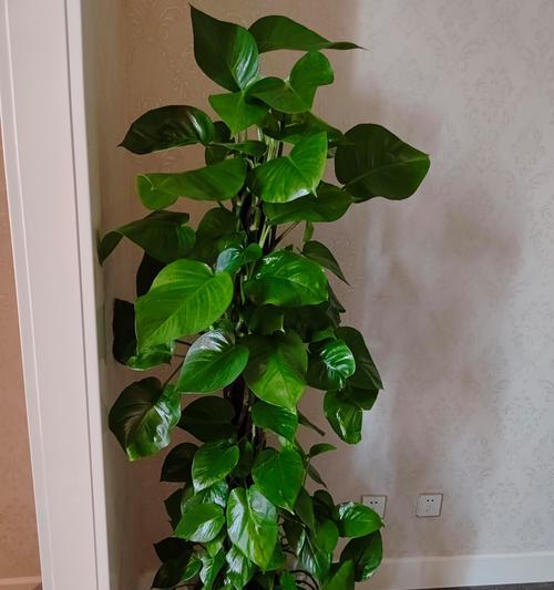 卧室养什么植物好？哪些植物适合室内环境？
