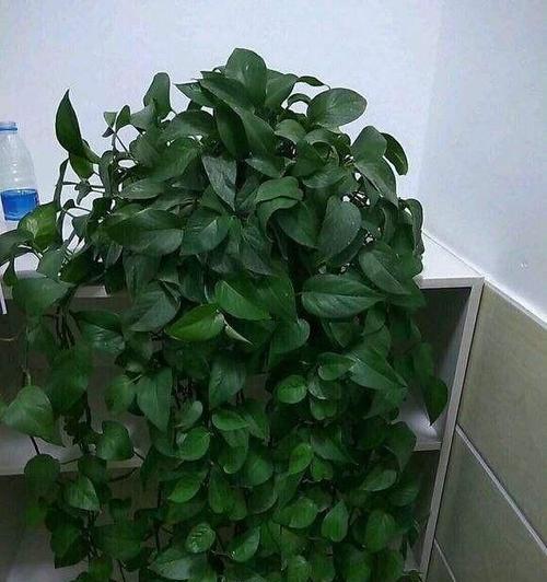 卧室养什么植物好？哪些植物适合室内环境？